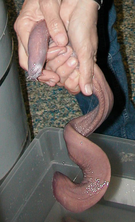 hagfish in hands