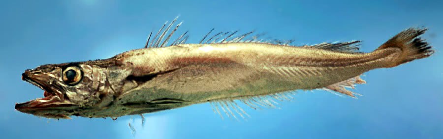 Offshore hake  Merluccius albidus
