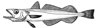 Offshore hake  Merluccius albidus BW