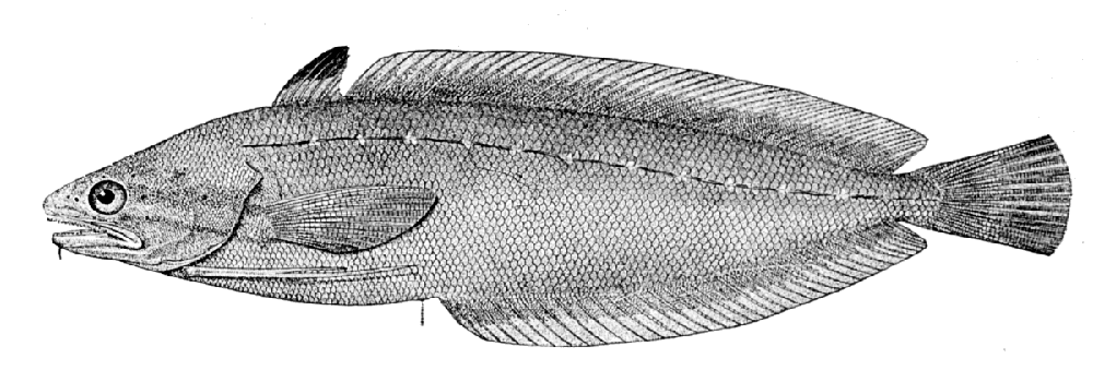 Urophycis regia