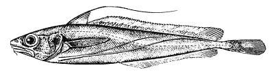 longfin hake