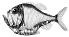 hatchetfish/