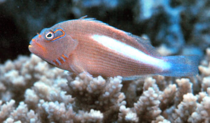Arc-eye hawkfish  Paracirrhites arcuatus