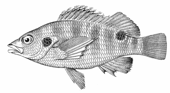 Twospot Hawkfish  Amblycirrhitus bimacula