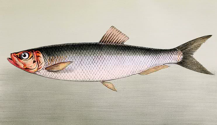 Atlantic herring  Clupea harengus