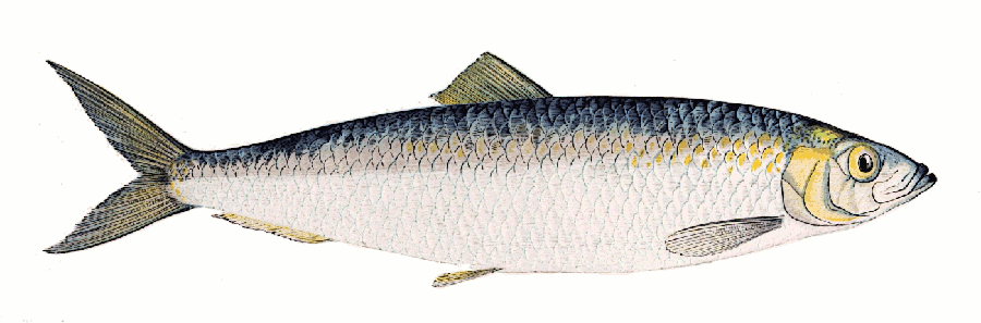 Atlantic herring  Clupea harengus  clipart