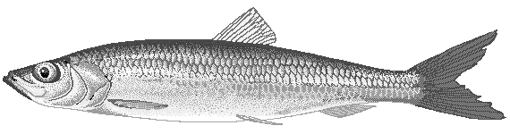 Atlantic herring  Clupea harengus harengus