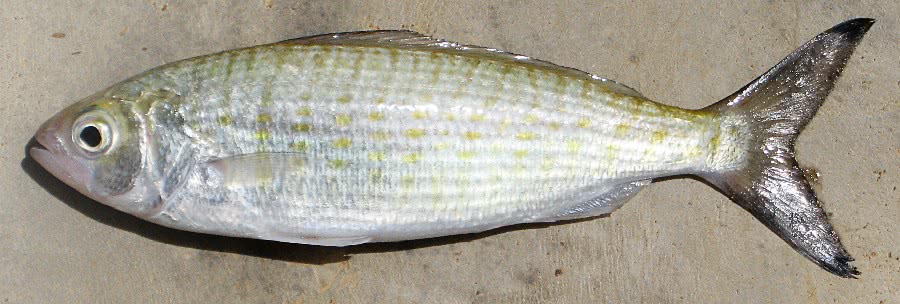 Australian herring  Tommy Ruff  Arripis georgianus