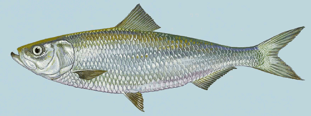 Skipjack herring  Alosa chrysochloris