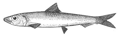 round herring