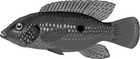 jewelfish/