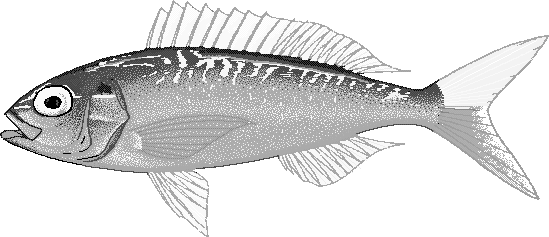 Goldflag jobfish  Pristipomoides auricilla