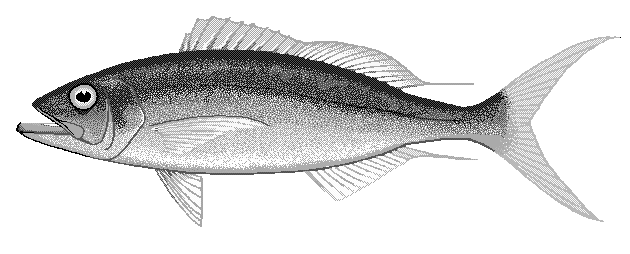 Rusty Jobfish  Aphareus rutilans