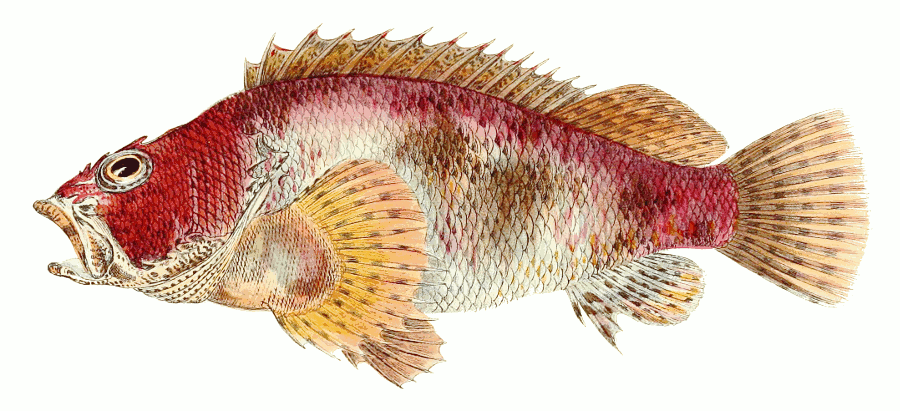 False kelpfish  Sebastiscus marmoratus