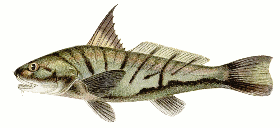 Northern Kingfish  Menticirrhus saxatilis
