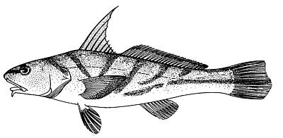 Northern Kingfish  Menticirrhus saxatilis  lineart