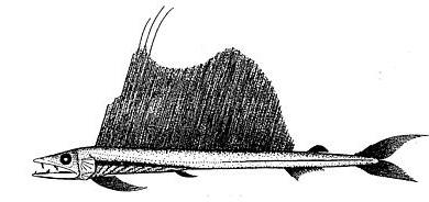 Longnose lancetfish  Alepisaurus ferox
