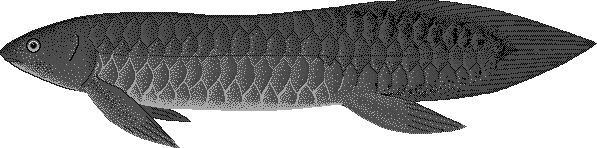 Queensland lungfish  Neoceratodus forsteri