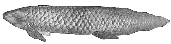 Queensland lungfish  Neoceratodus forsteri BW
