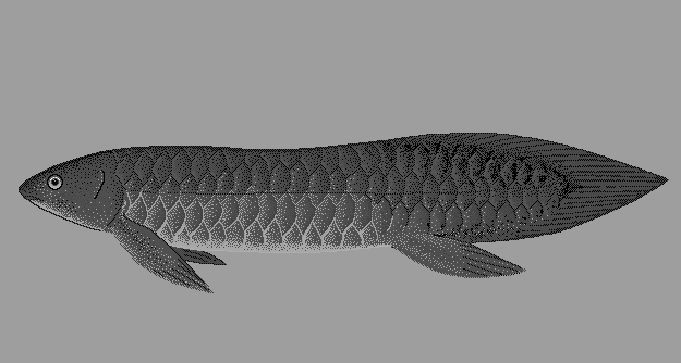 Queensland lungfish  Neoceratodus forsteri blueBG