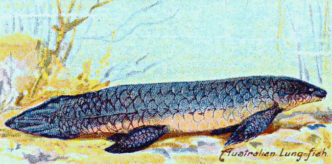 Queensland lungfish  clipart