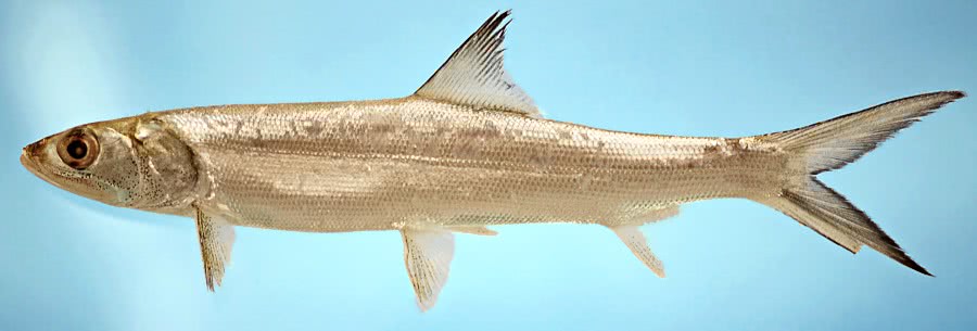 Ladyfish  Elops saurus