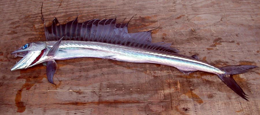 Lancetfish  Alepisaurus ferox on deck