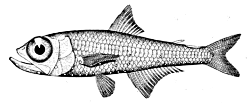 Benoits lanternfish  Hygophum benoiti