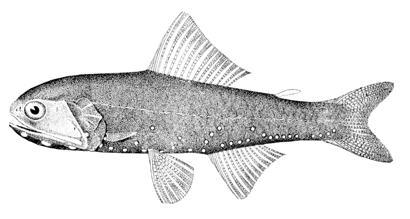 Coccos lantern fish  Lobianchia gemellarii