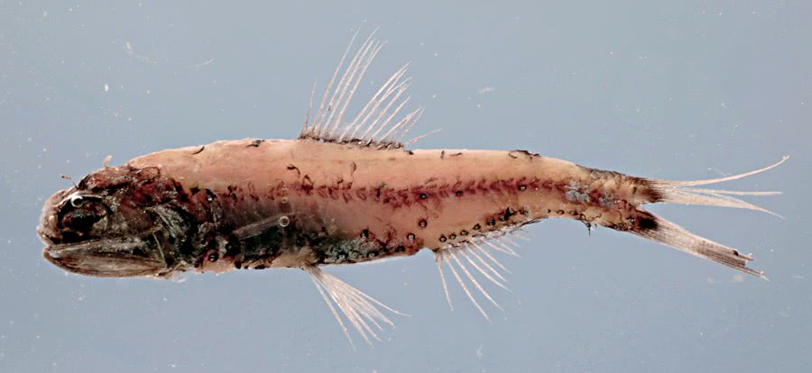 Gilberts large lanternfish  Diaphus adenomus