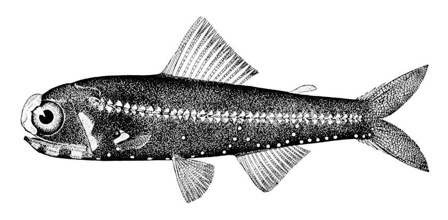 Headlight fish  Diaphus effulgens