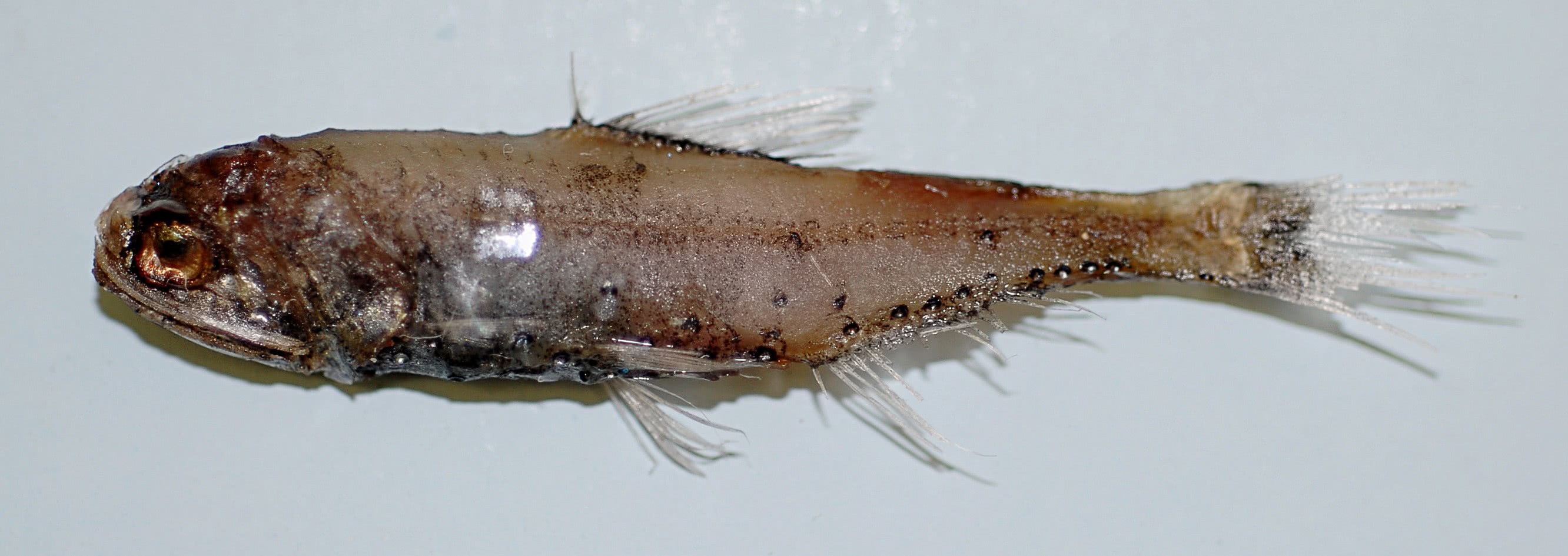Horned lanternfish  Diaphus splendidus