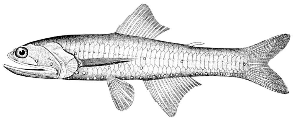 Jewel lanternfish  Lampanyctus crocodilus