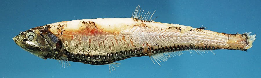 Large-scaled lanternfish  Neoscopelus macrolepidotus