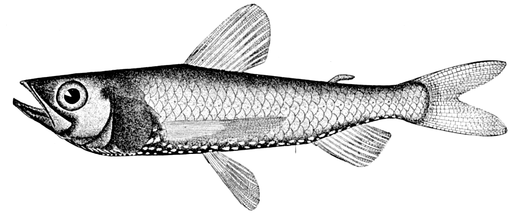 Large-scaled lanternfish  Neoscopelus macrolepidotus BW