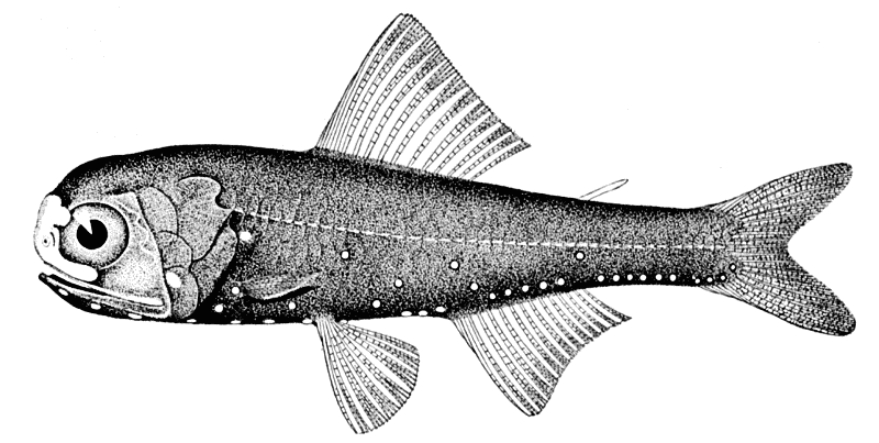 Spothead lanternfish  Diaphus metopoclampus
