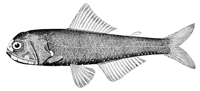 Spotlight lanternfish  Diaphus lucidus