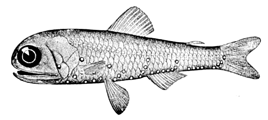 White-spotted lantern fish  Diaphus rafinesquii