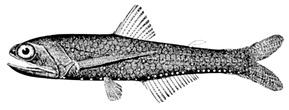 Winged lanternfish  Lampanyctus alatus