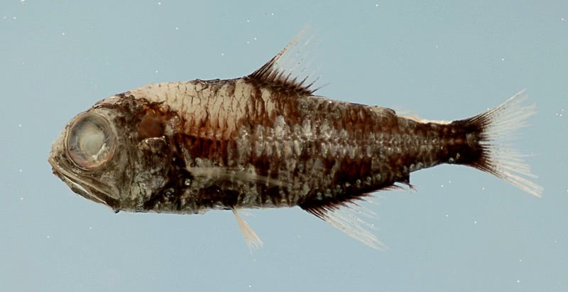 Wisners lanternfish  Myctophum selenops