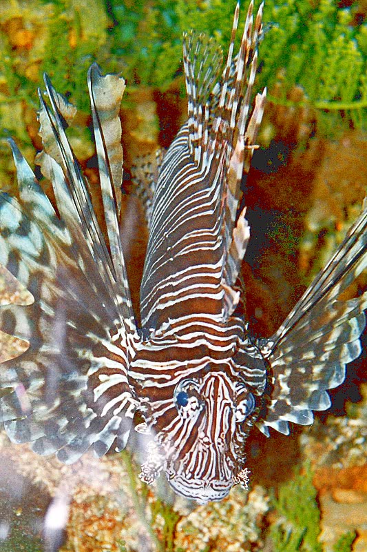 Antennata Lionfish  Pterois Antennata 2