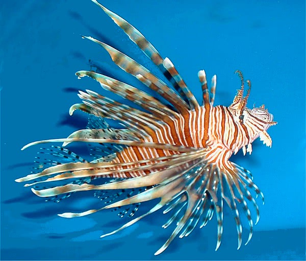 Zebra Lionfish  Dendrochirus zebra