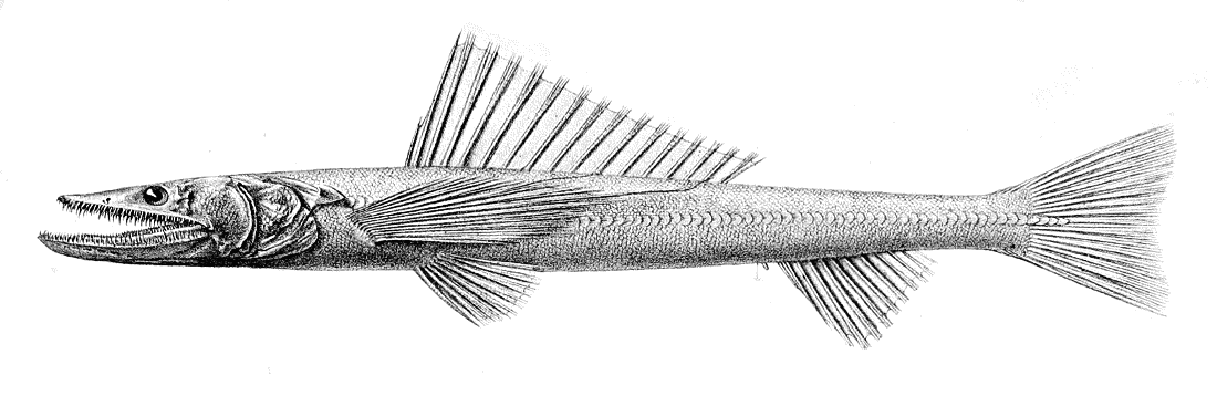 Deepsea lizardfish  Bathysaurus ferox
