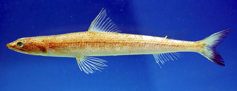 Inshore lizardfish  Synodus foetens