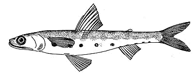 Largescale lizardfish  Saurida brasiliensis