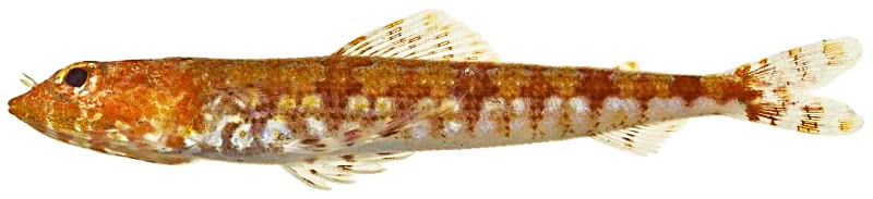Red lizardfish  Synodus synodus
