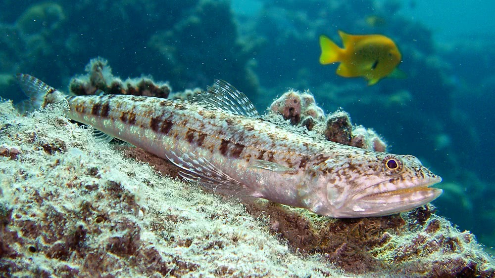 Variegated lizardfish  Synodus variegatus  photo