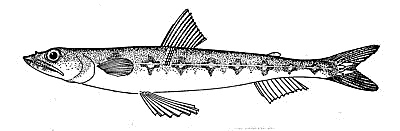 inshore lizardfish  Synodus foetens BW