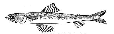 offshore lizardfish