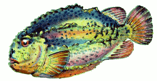 Lump fish  Cyclopterus lumpus